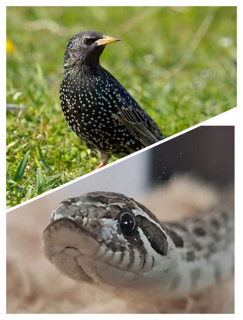 Fascinating Facts About Birds, Snakes, and Other 20 Animals You Should Know