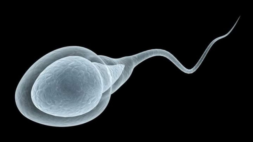 Understanding the Regeneration of Sperm Following Sexual Activity