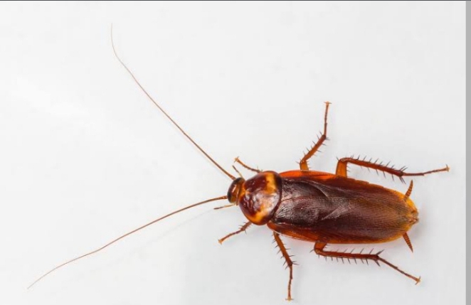 5 Effective Ways to Get Rid of Cockroaches in Your Home