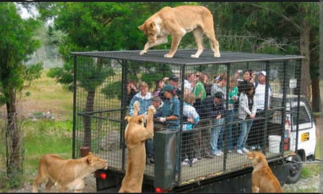 Lehe Ledu Wildlife… The Reversed Zoo in China. All You Need to Know 