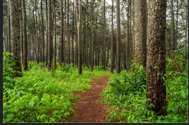 Why You Should Visit The Ngwo Pine Forest