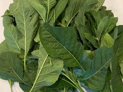 25 Health Benefits Of Bitter Leaf