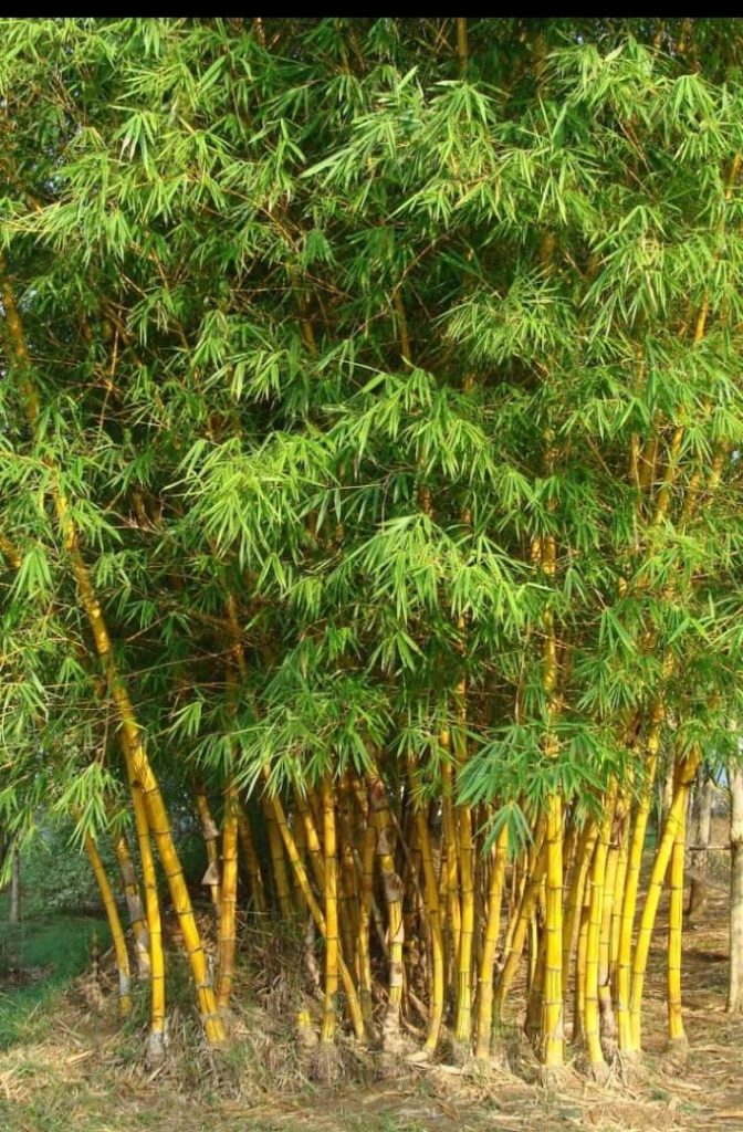 Secret About Chinese Bamboo Tree You Should Know