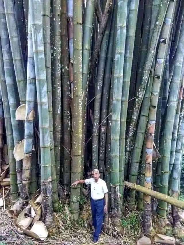 The Remarkable Bamboo Tree