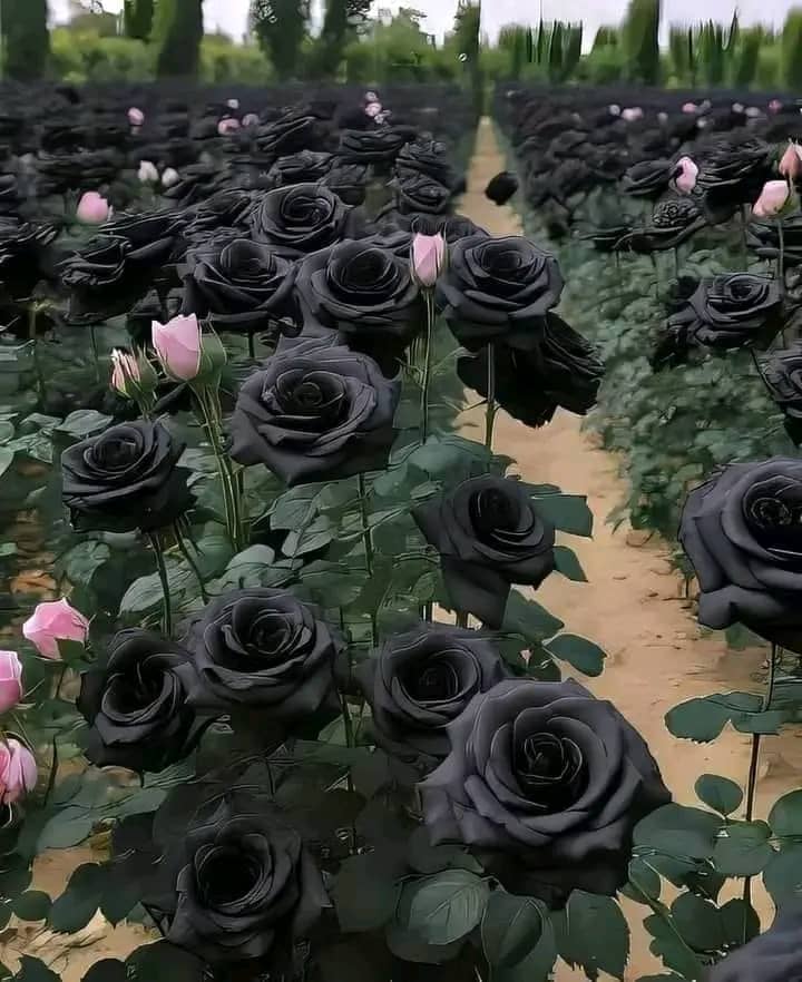 The Enchanting Black Roses of Halfeti