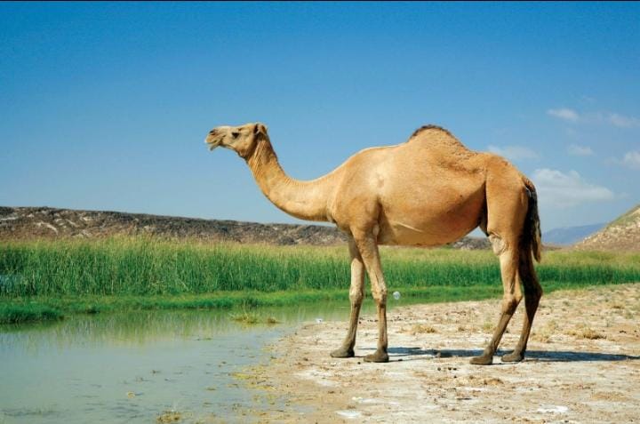 The Marvelous Camel