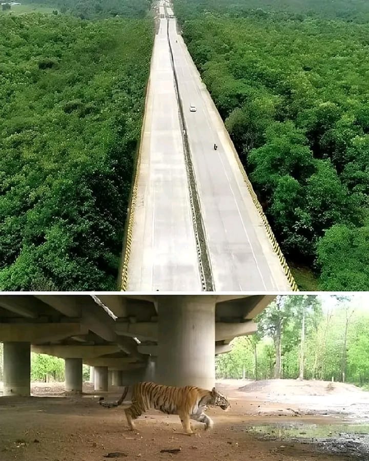 India’s Innovative Elevated Highway for Wildlife Conservation