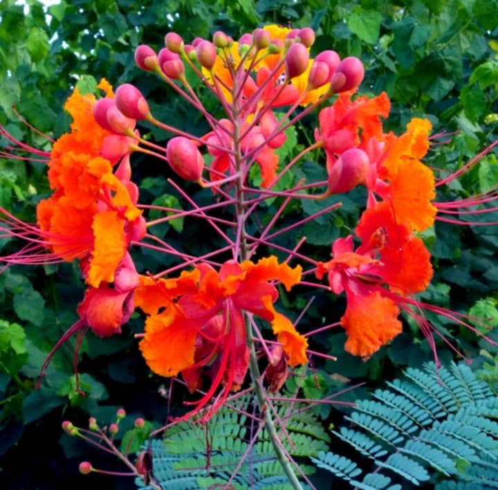 Pride of Barbados