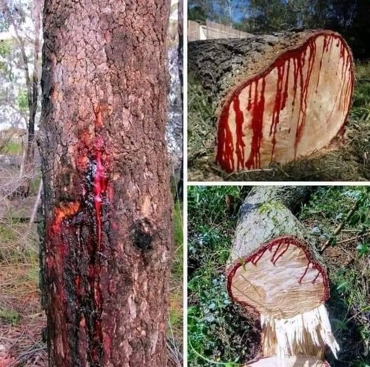 The Blood Tree: Pterocarpus angolensis, the Bleeding Treasure of Southern Africa