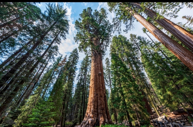 The World’s Tallest Tree 