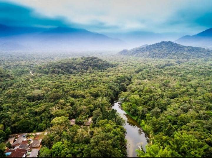 The Amazon Rainforest: The Biggest in the World