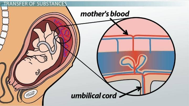 What Happens to Baby’s Poop and Pee in the Womb?