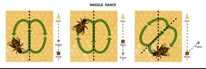 The Fascinating Communication Methods of Honey Bees