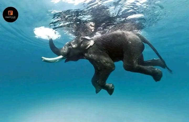 Elephants: Nature’s Incredible Swimmers