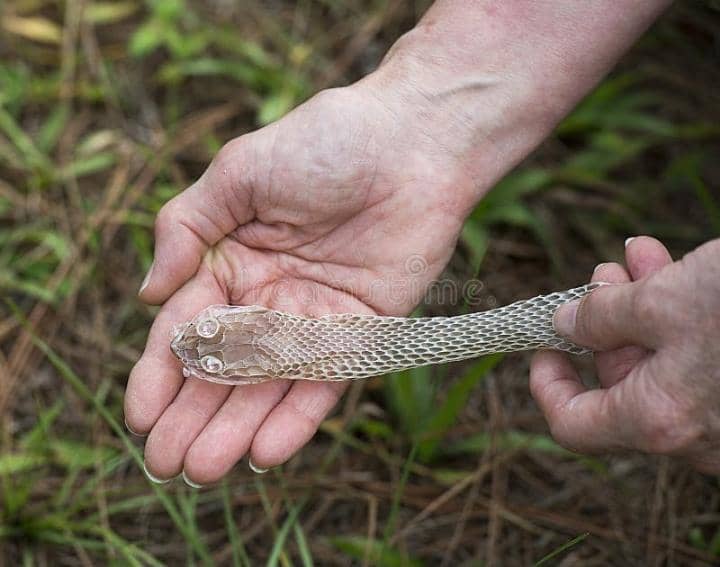 The Fascinating Process of Snake Shedding: Understanding Ecdysis