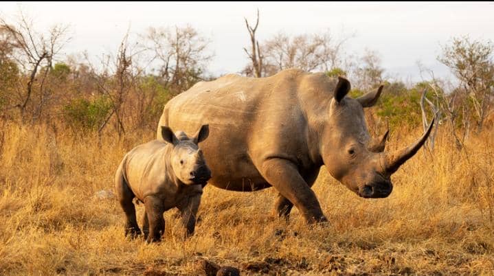 The Evolutionary Journey of Rhinoceroses