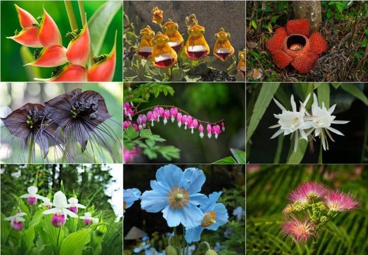 The Rarest Flowers in the World