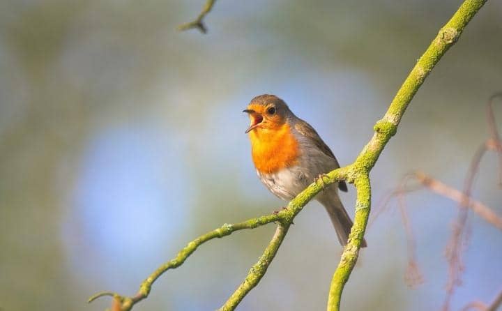 The Morning Melody: Why Birds Sing at Dawn