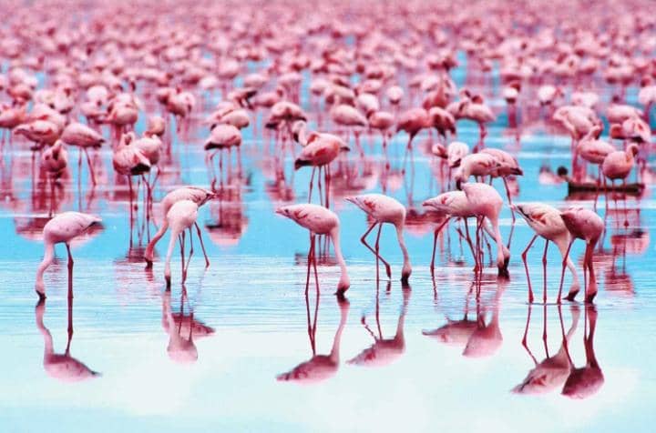 Why Are Flamingos Pink?