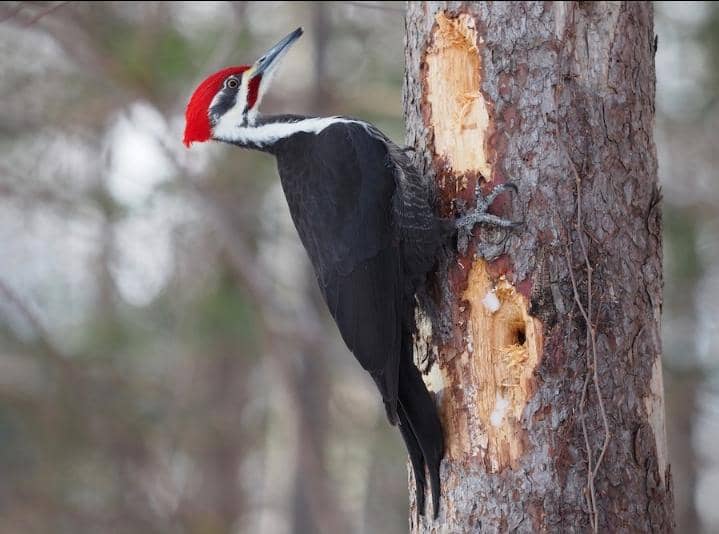 The Fascinating World of Woodpeckers