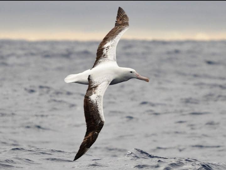 The Bird That Can Go Years Without Landing: The Albatross