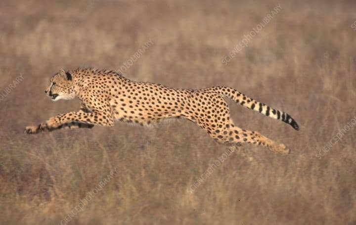 The Fastest Land Animal On Earth