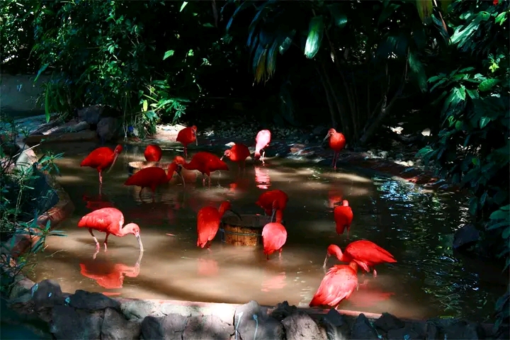 The Reddish Birds of the World: The Scarlet Ibis